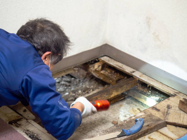 Best Residential Mold Removal  in Encinal, TX