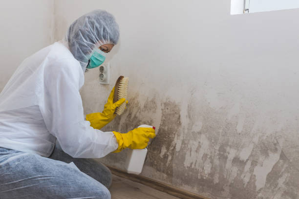 Best Affordable Mold Removal  in Encinal, TX