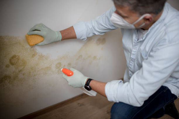 Best Affordable Mold Removal  in Encinal, TX