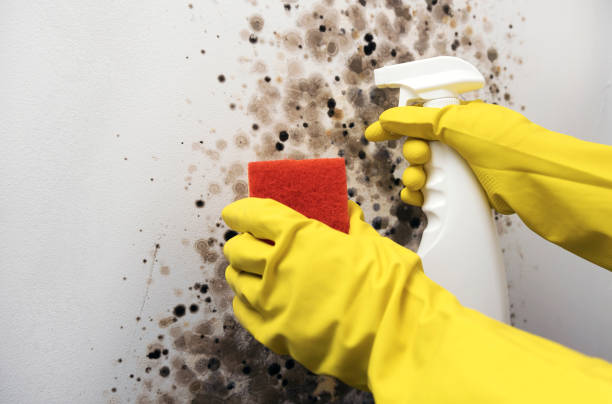 Best Mold Removal Company Near Me  in Encinal, TX