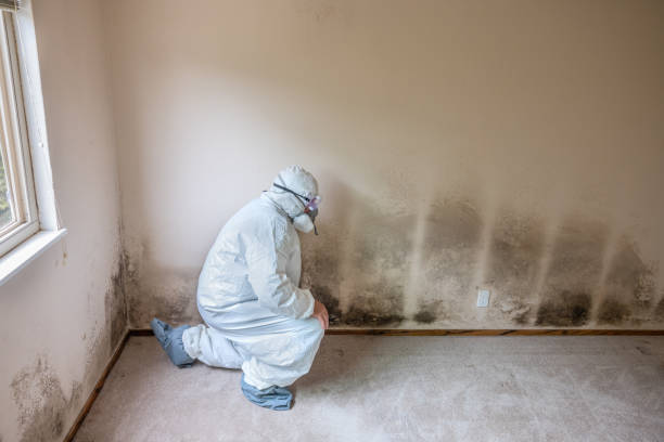 Mold Removal and Inspection in Encinal, TX