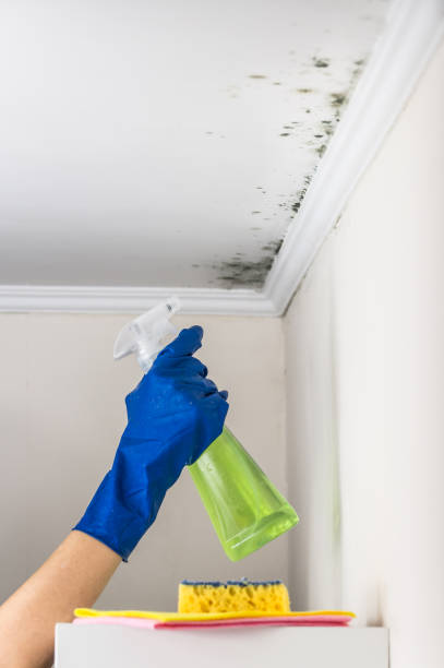 Best Attic Mold Removal  in Encinal, TX